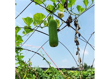 Agricultural gardening